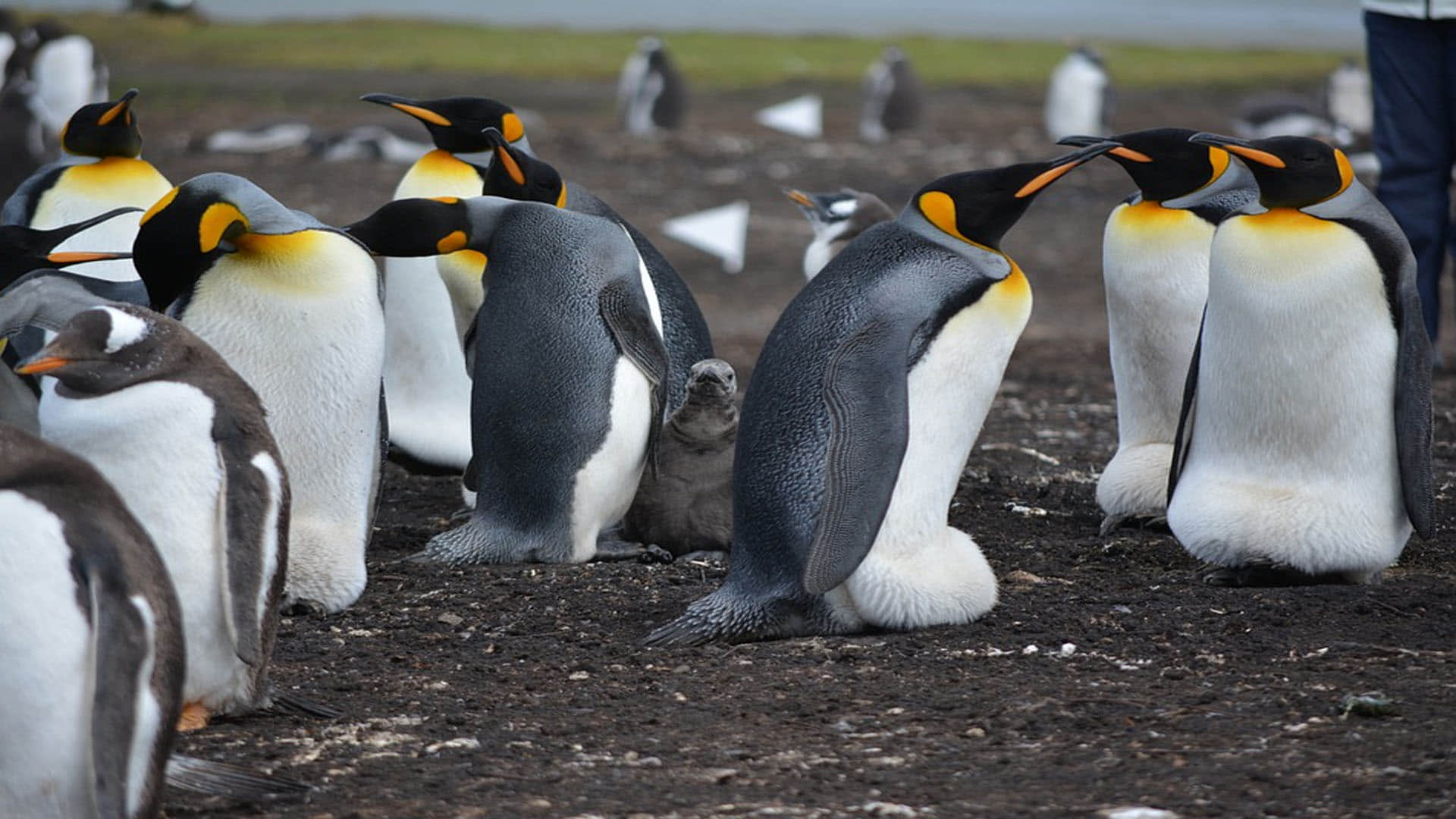 Mystery as dozens of beheaded penguins wash up on beach leaving scientists stumped in Australia