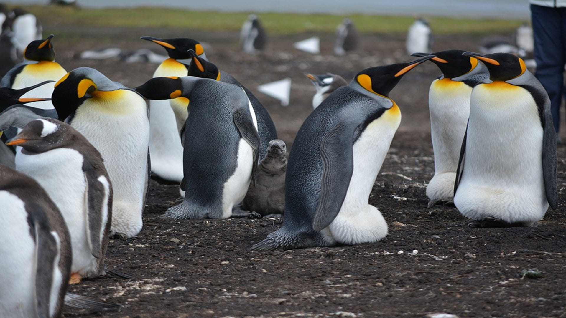 Mystery as dozens of beheaded penguins wash up on beach leaving scientists stumped in Australia