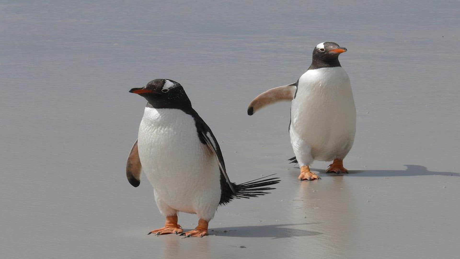 Mystery as dozens of beheaded penguins wash up on beach leaving scientists stumped in Australia
