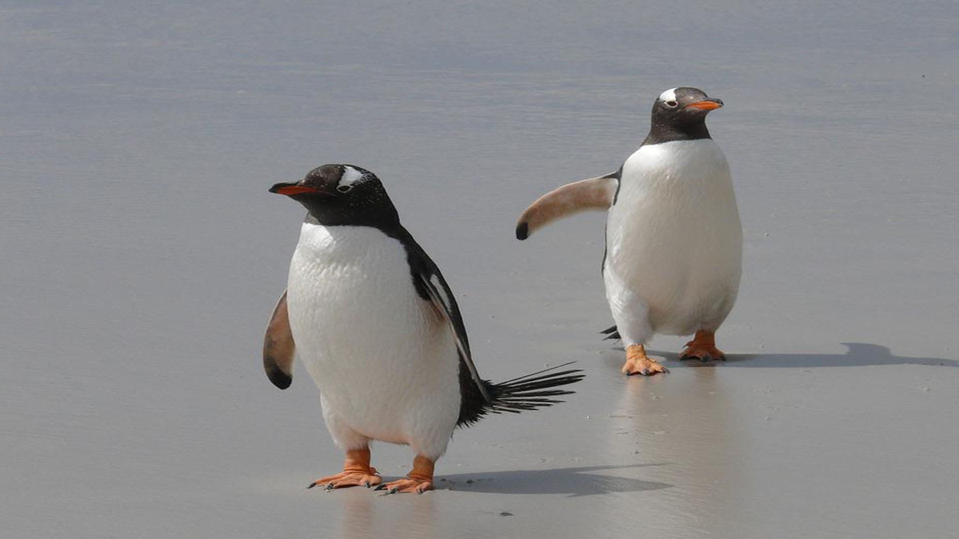 Mystery as dozens of beheaded penguins wash up on beach leaving scientists stumped in Australia
