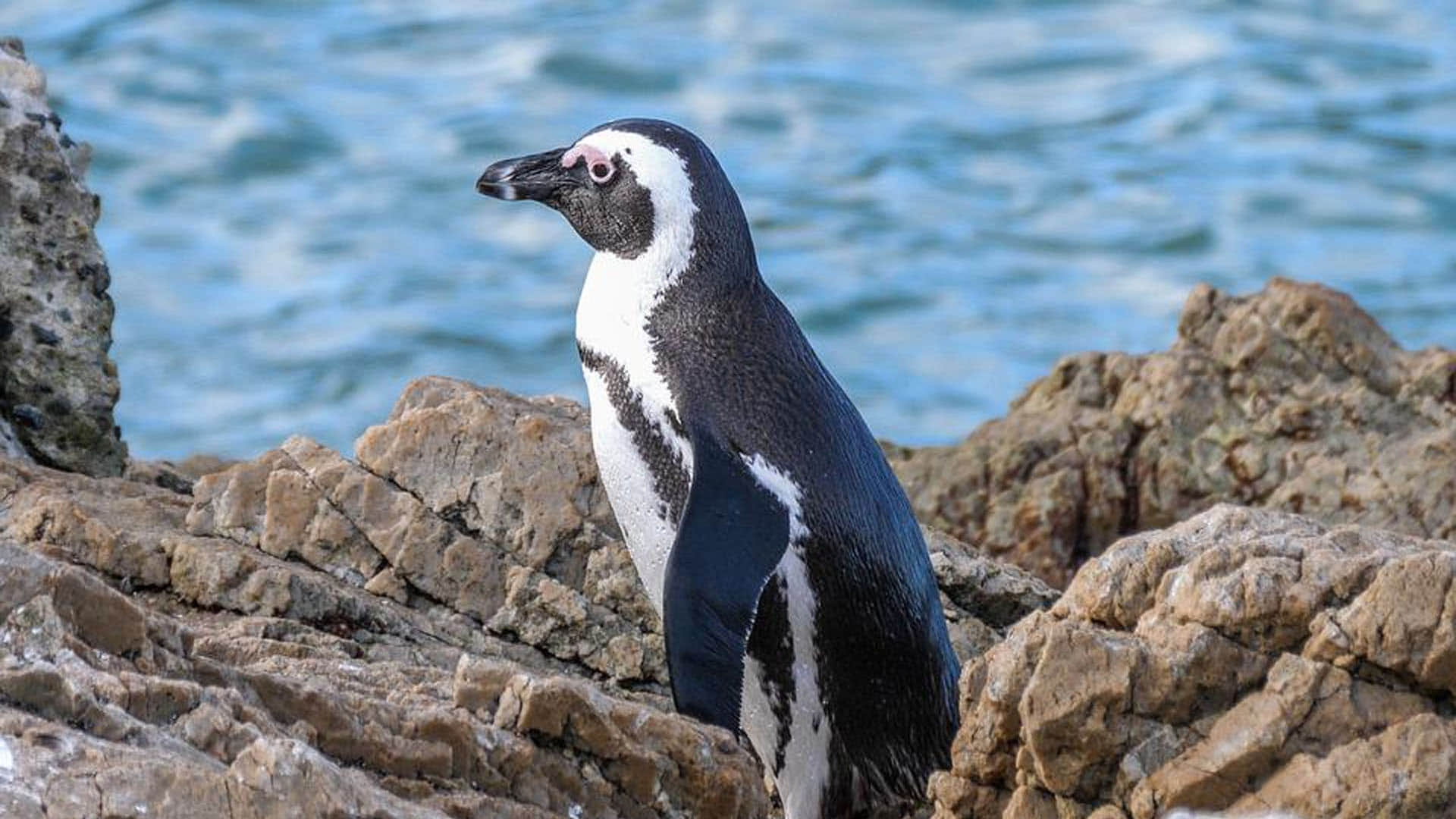 Mystery as dozens of beheaded penguins wash up on beach leaving scientists stumped in Australia