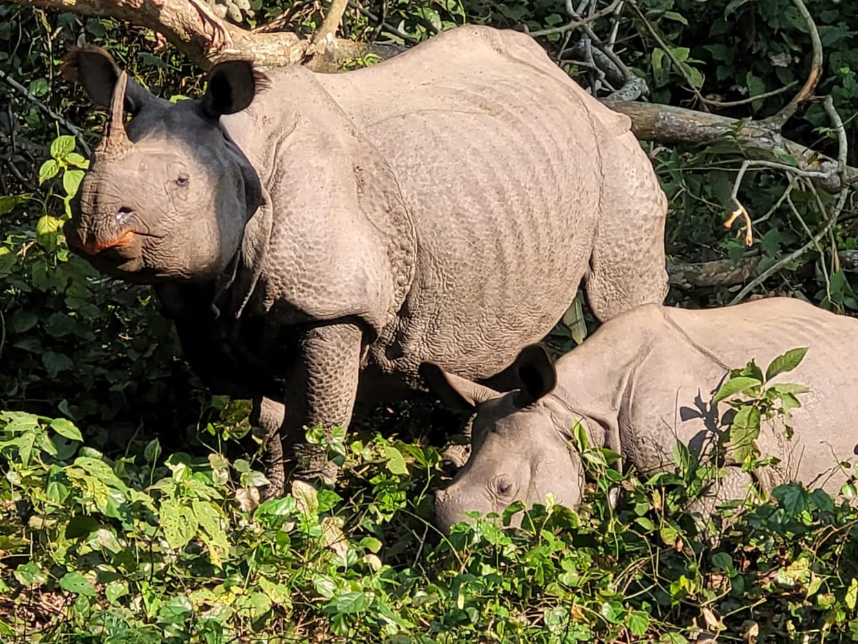 Tourists in Dudhwa will be able to see rhinos from May 1