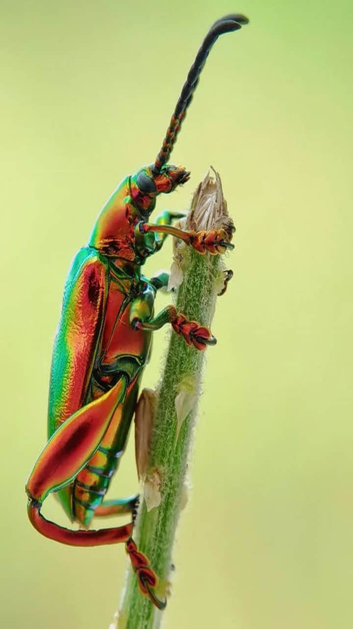 World’s Most Expensive Insect Stag Beetle know its details in hindi