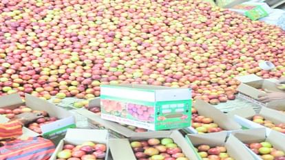 Horticulture: USA's stone fruit plants to be planted in Himachal gardens