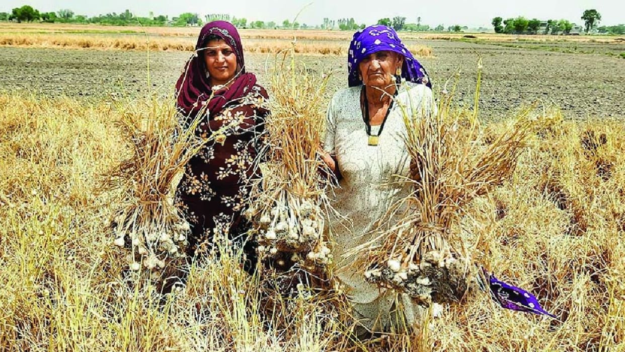 Women farmers are earning profits from progressive farming In Fatehabad of Haryana