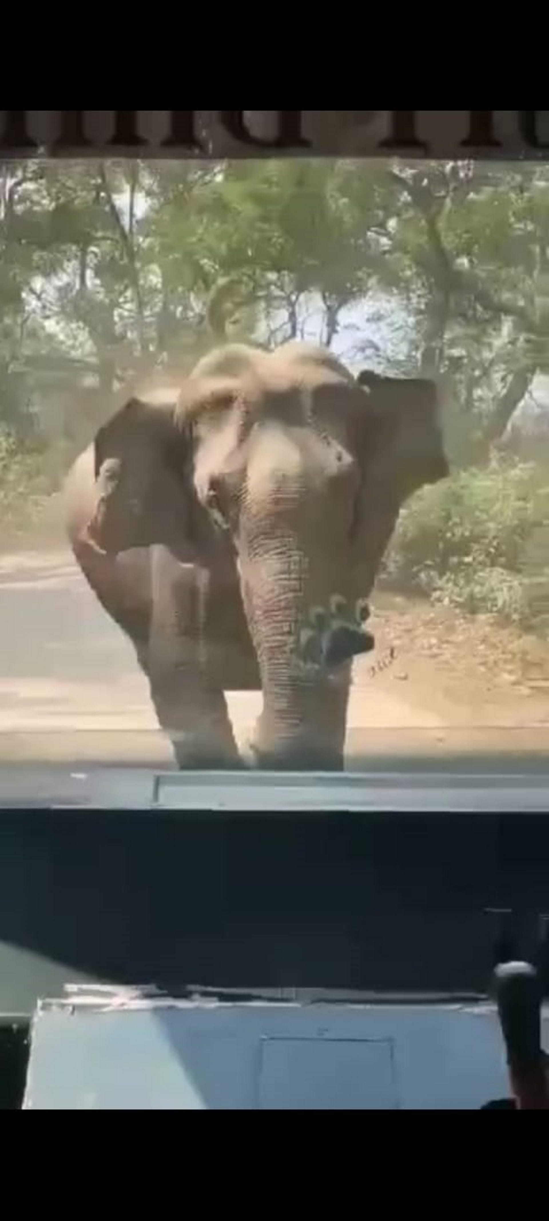Elephant attack on tourists going on jungle safari, driver saved life, Corbett National Park, See Photos