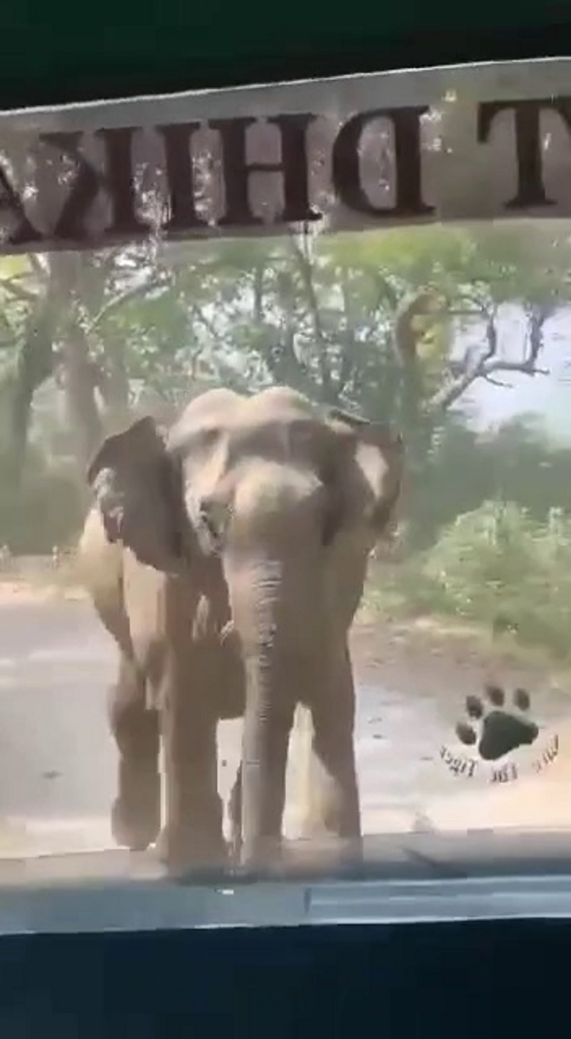 Elephant attack on tourists going on jungle safari, driver saved life, Corbett National Park, See Photos