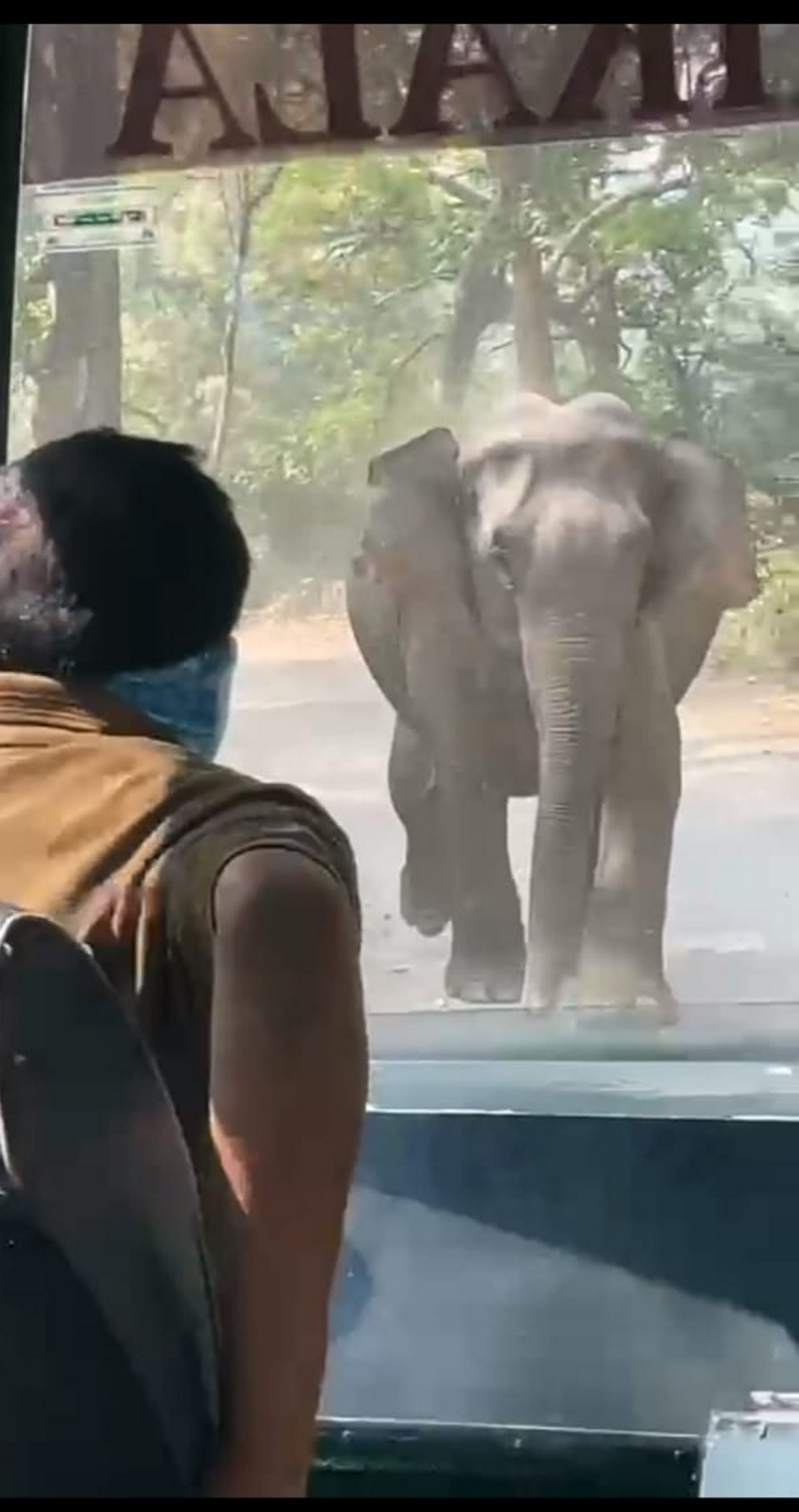 Elephant attack on tourists going on jungle safari, driver saved life, Corbett National Park, See Photos