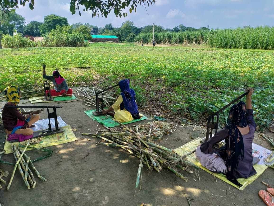 Women opened the door of happiness with sugarcane plant