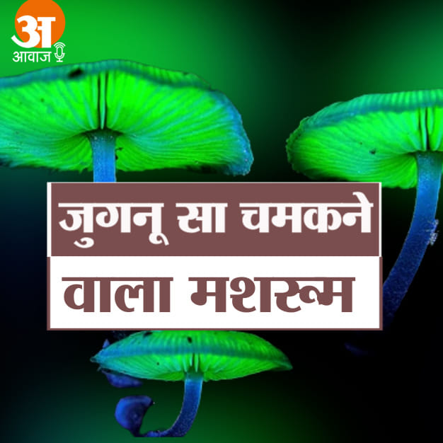 मशरूम