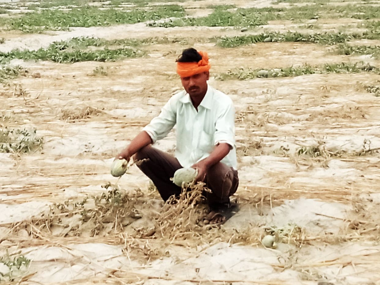 Palej crops started drying on the hot sandy ground