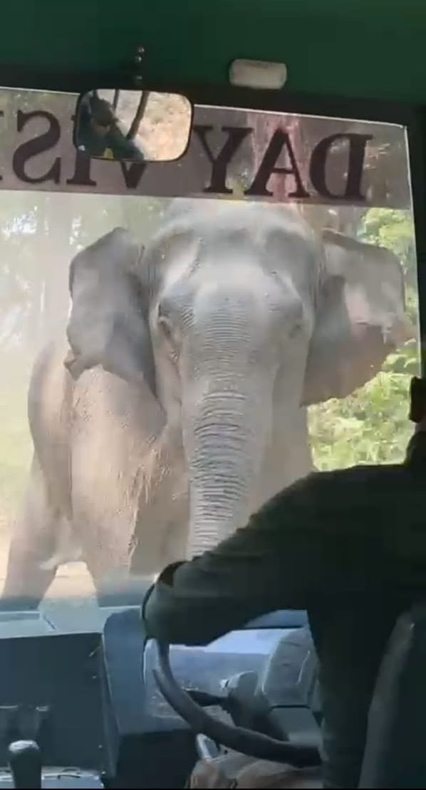 The elephant ran towards the tourists in Corbett.