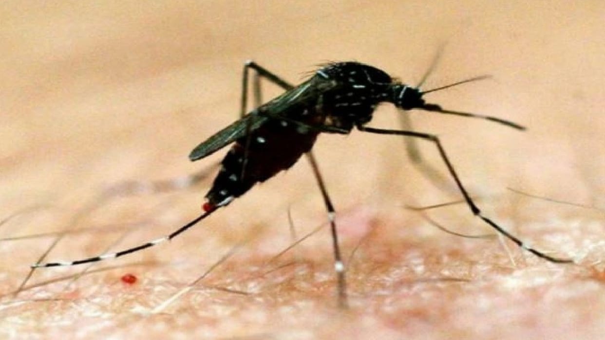 Dengue in Delhi five times dengue cases have been found so far this year