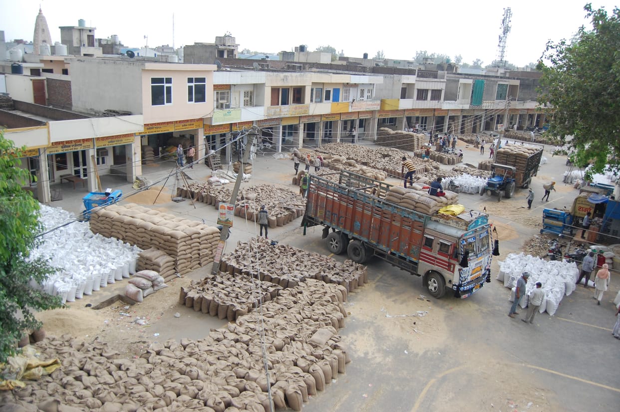 Hafed procures wheat for export