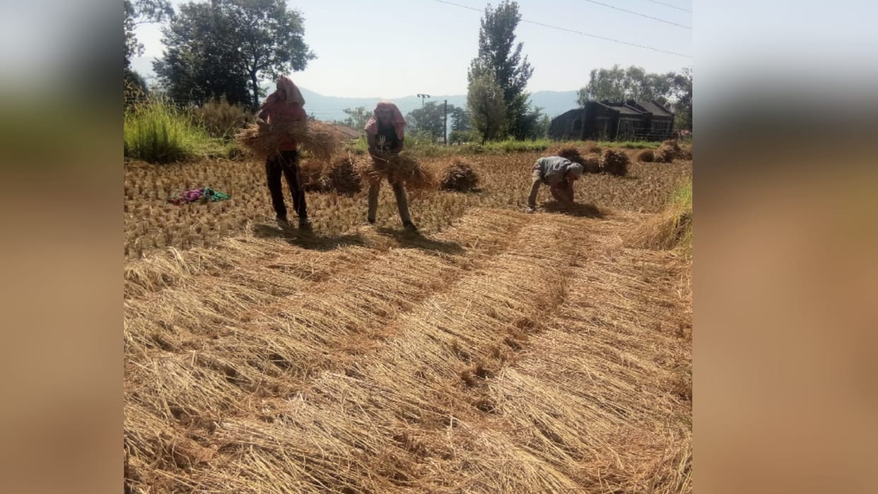 In the moment hard work of the farmers was lost in the water, wheat crop got wet in the fields