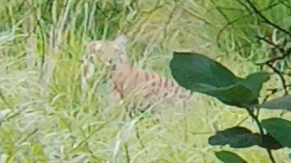 People were shocked to see a tiger on Madhotanda jungle road in Pilibhit