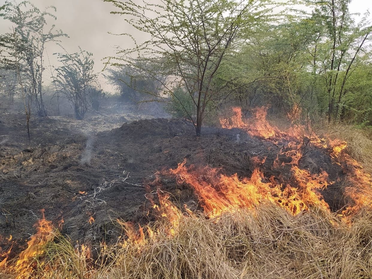 orai,jangal,may aag lagi