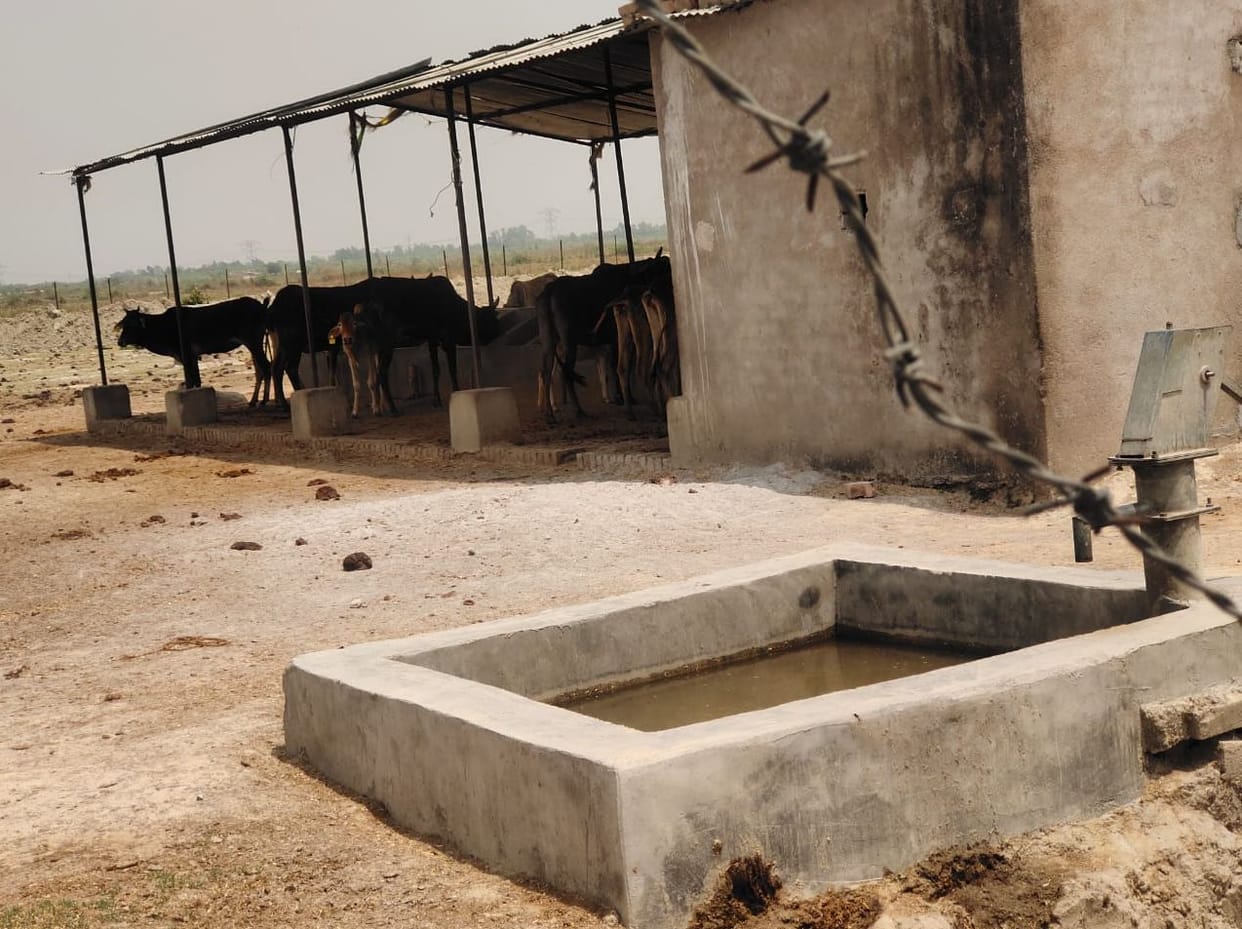 no water and chara for cattles