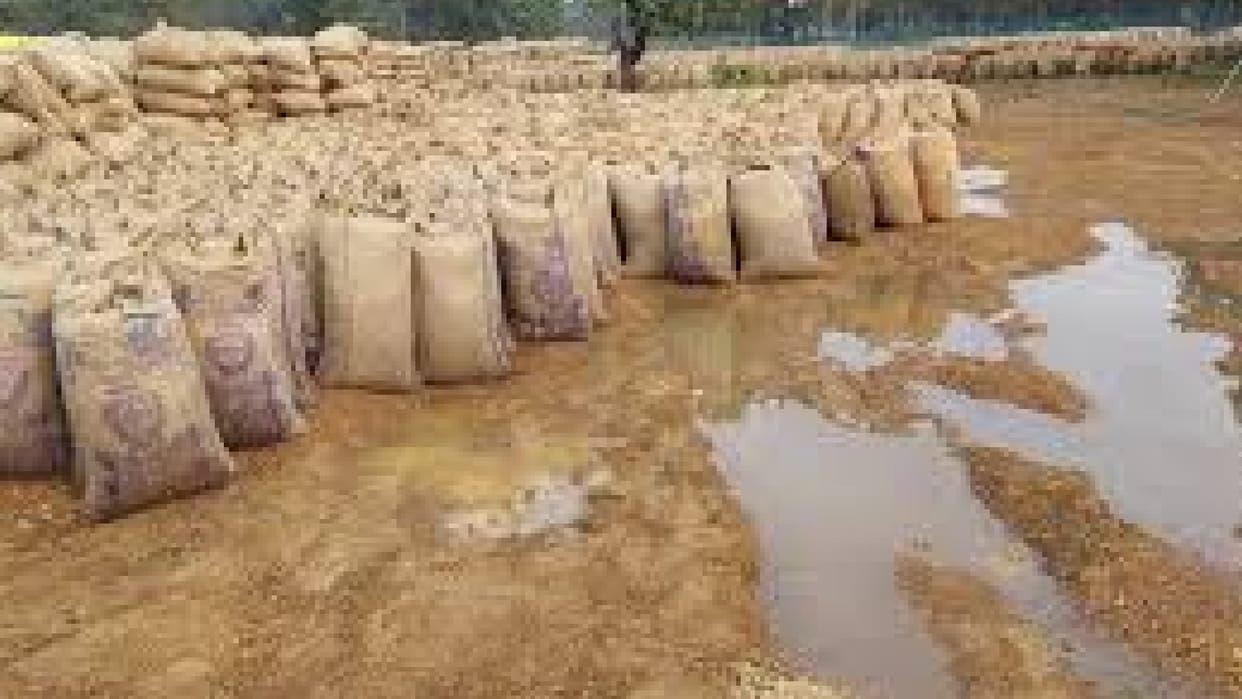 Satna: Unseasonal rain and hailstorm soaked crops, water filled in procurement centers