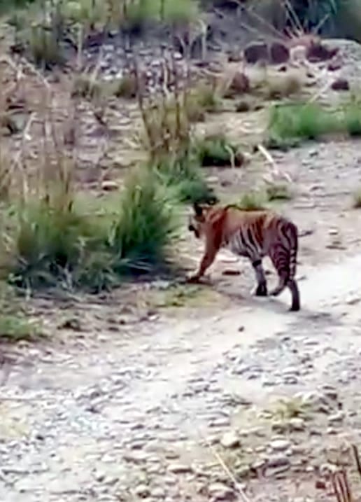 Tiger seen in Kuankheda, panic among people