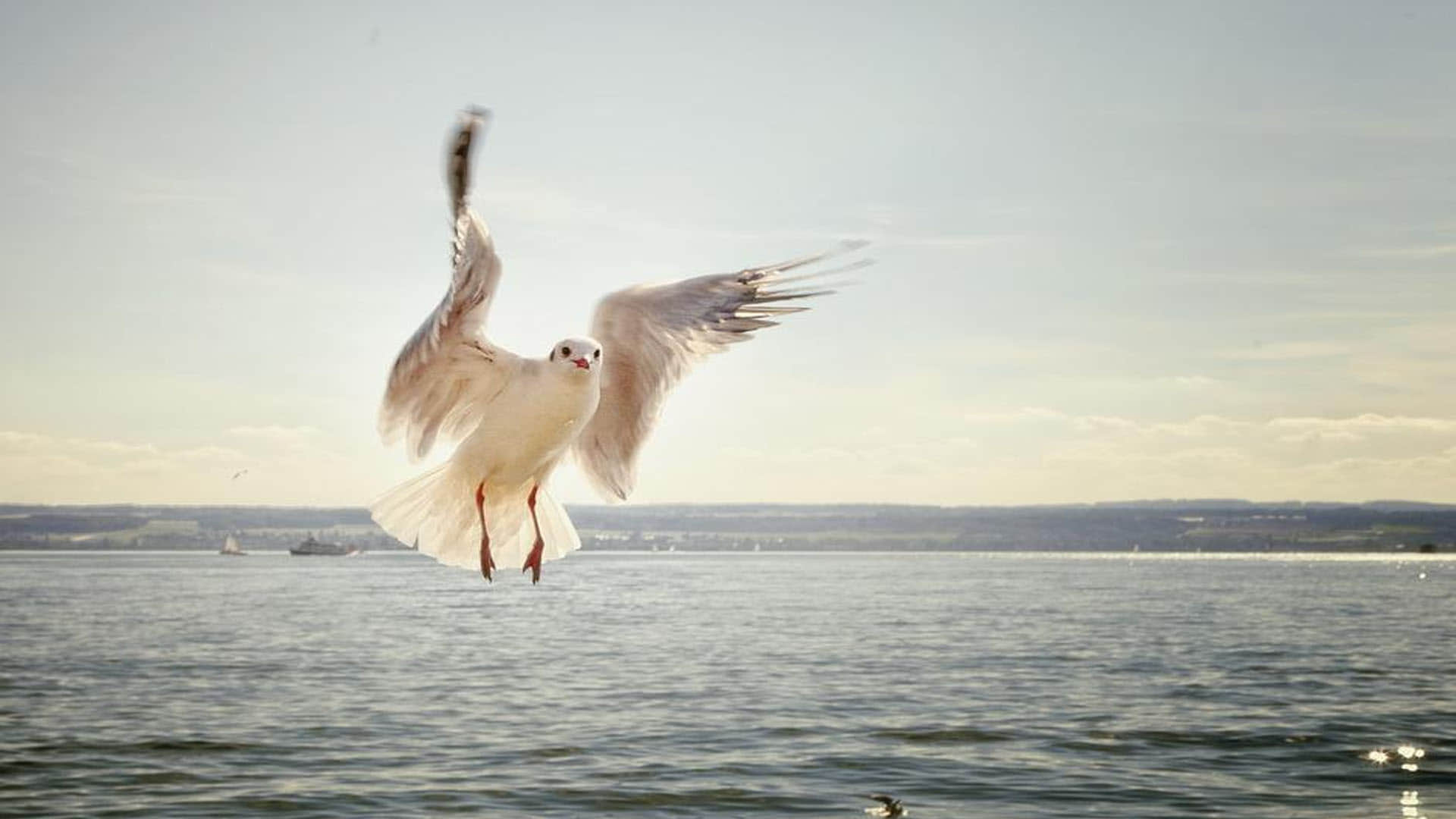 Aliens Have Spies Like Birds Know About Seagull What Ufo Experts Claims News In Hindi
