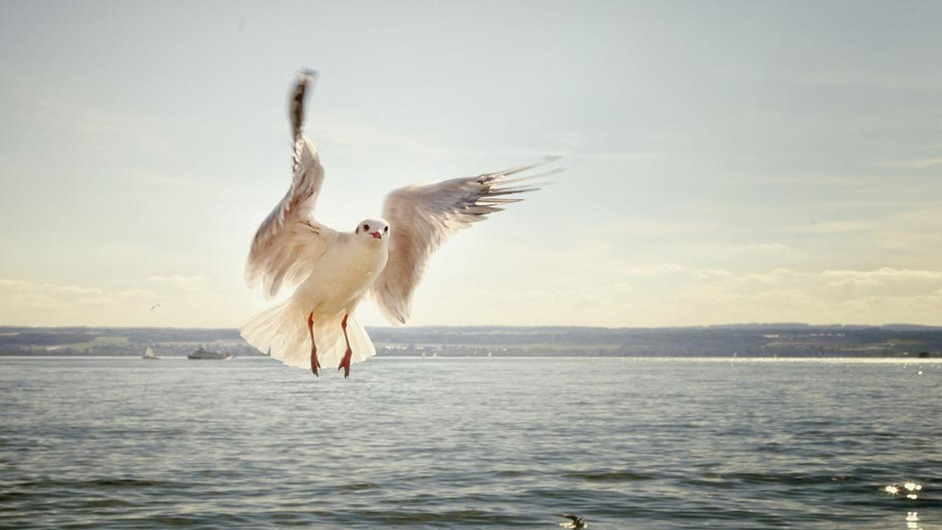 Aliens Have Spies Like Birds Know About Seagull What Ufo Experts Claims News In Hindi