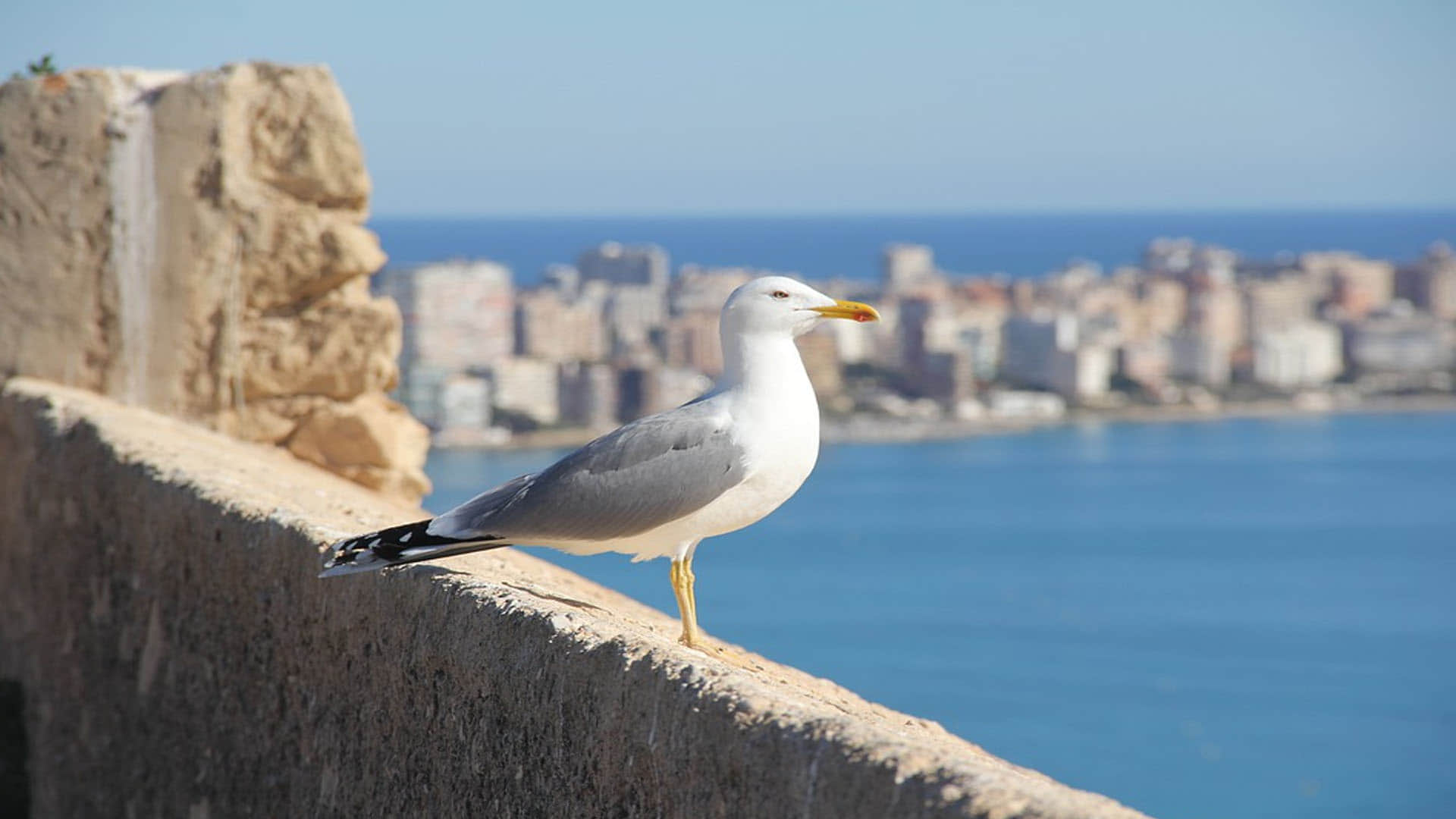 Aliens Have Spies Like Birds Know About Seagull What Ufo Experts Claims News In Hindi