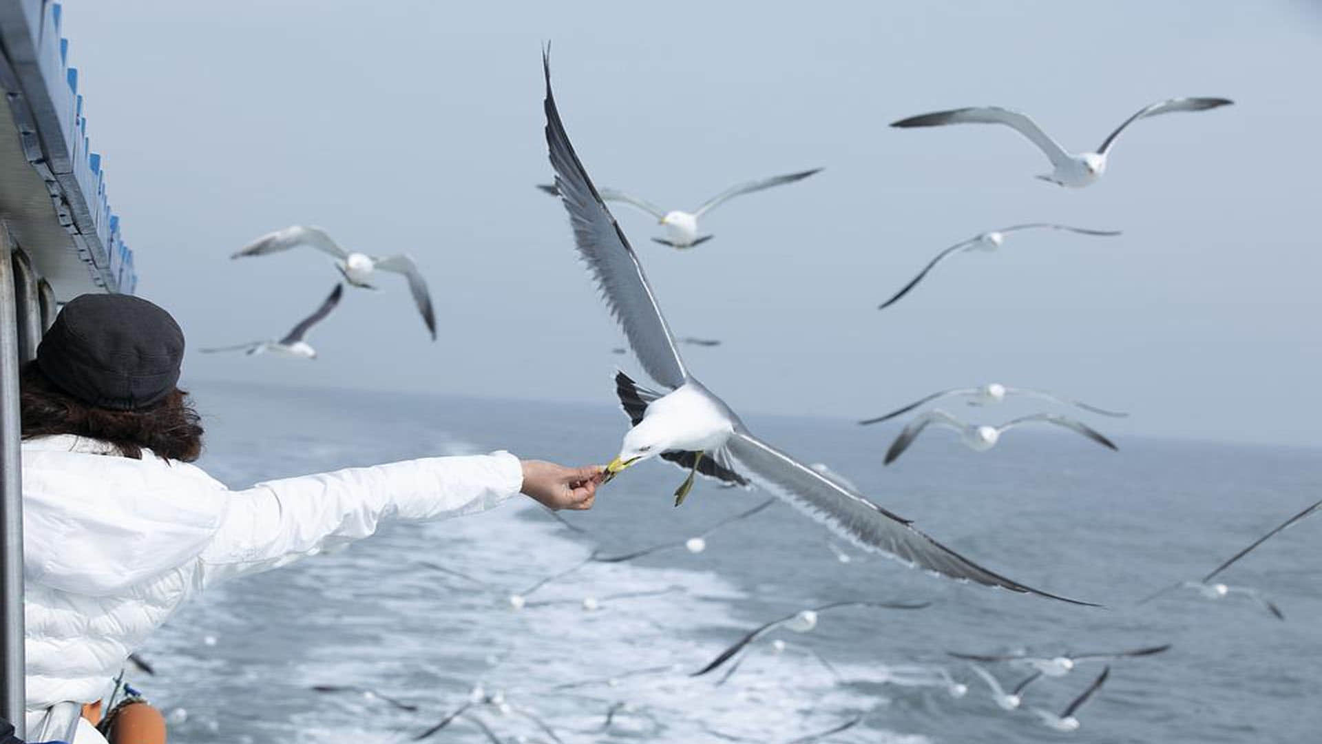 Aliens Have Spies Like Birds Know About Seagull What Ufo Experts Claims News In Hindi