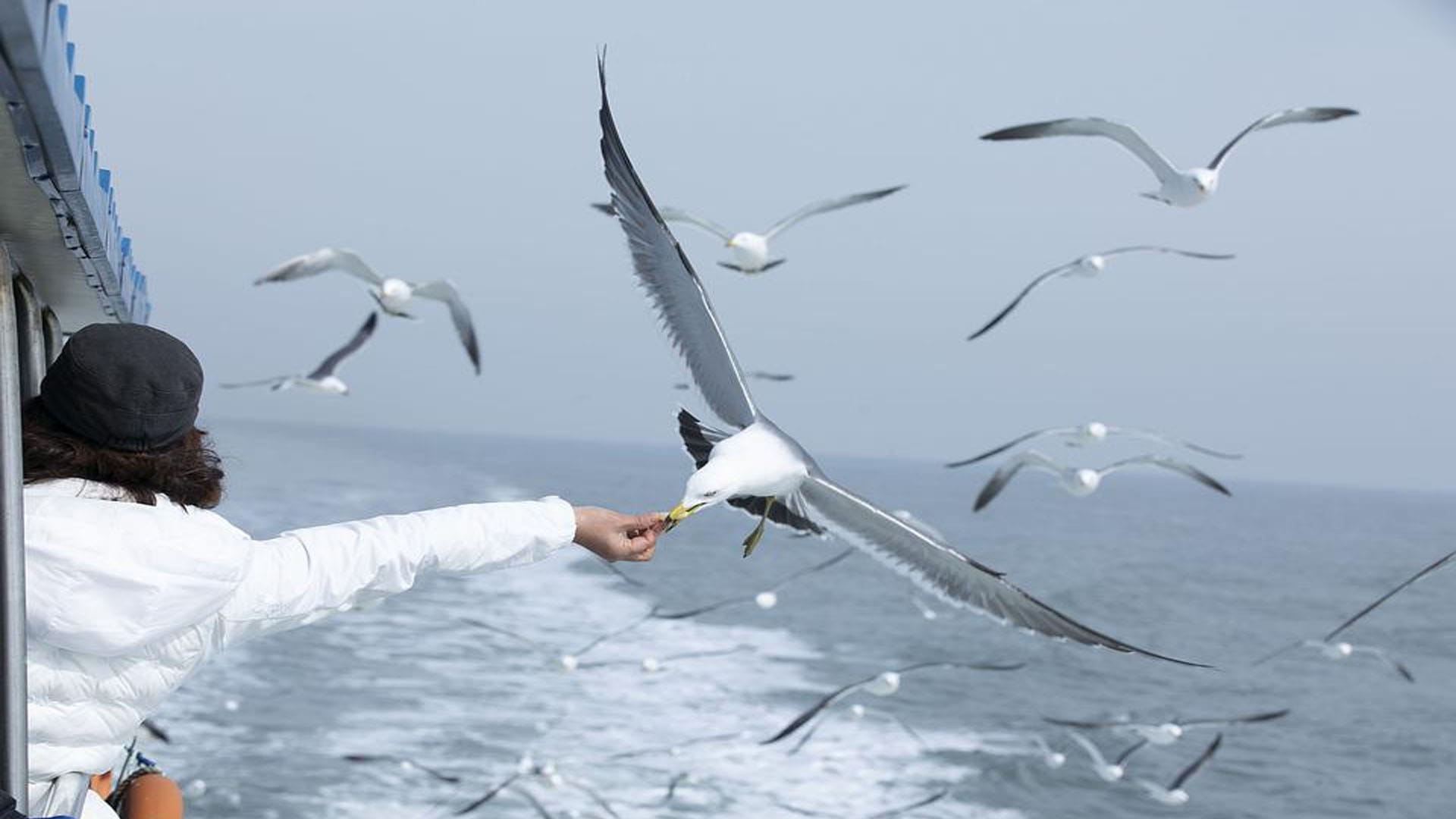 Aliens Have Spies Like Birds Know About Seagull What Ufo Experts Claims News In Hindi