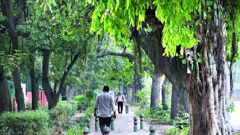 jamun on ashoka road and tamarind on teen murti marg ndmc is implementing britist goverment scheme