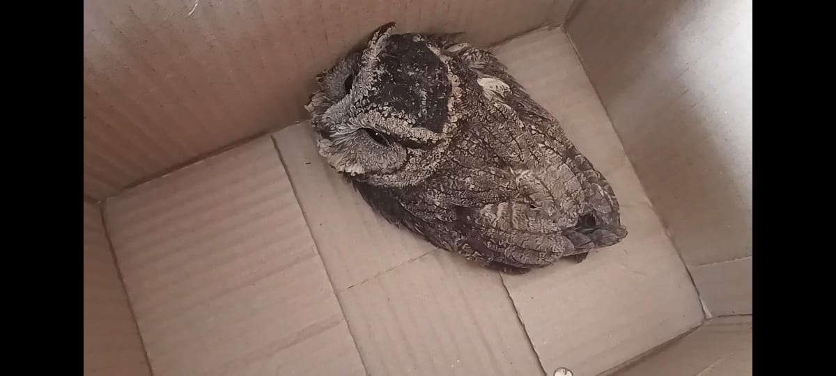 Rescue center sent to injured white owl