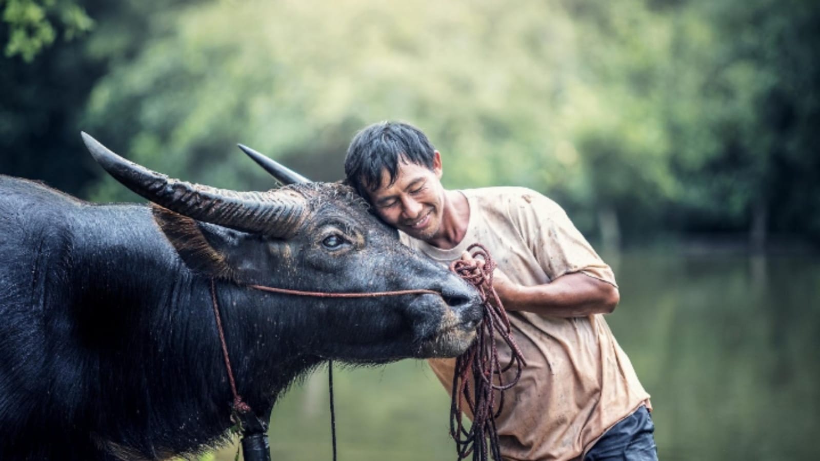 Business Ideas you can earn lakhs of rupees through Dairy Farming Business