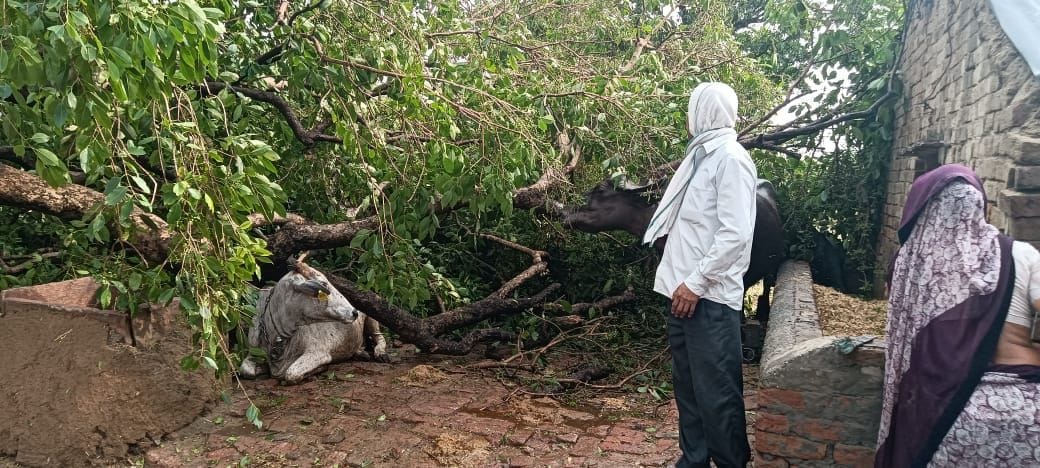 Hathras: Thunderstorm, rain and hailstorm wreaked havoc, death of young man