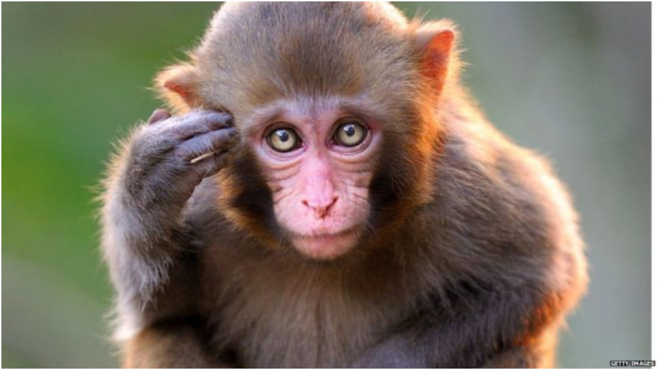 Jaipur police says in court monkey stole evidence of murder