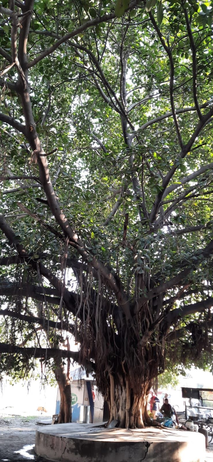 The government has the record of setting a pension of 460 trees, it is not known when it will be done