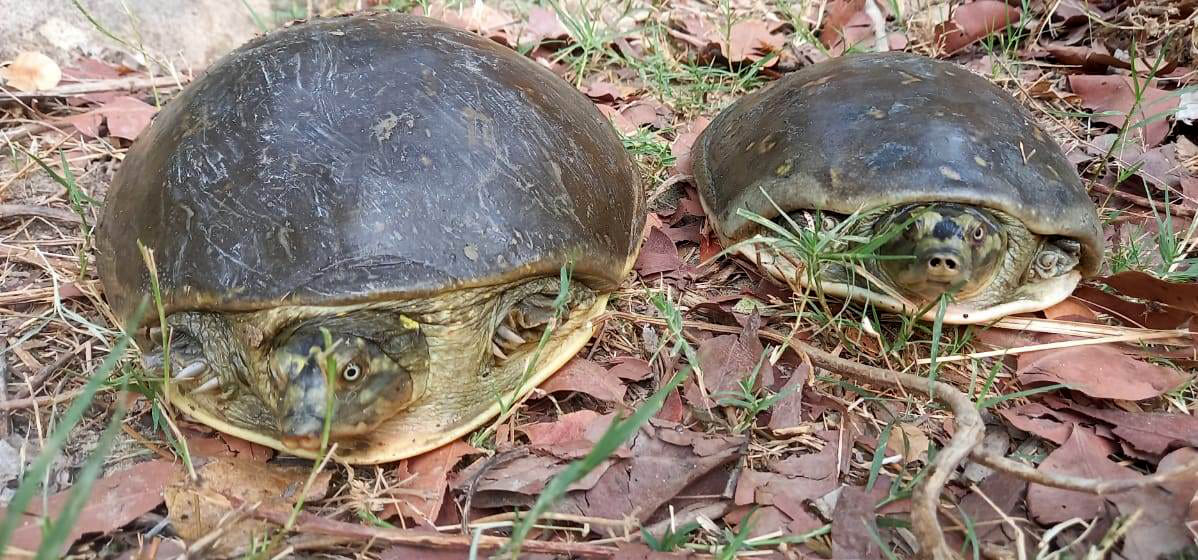 Tiger showed the team that went to leave the turtle in the river