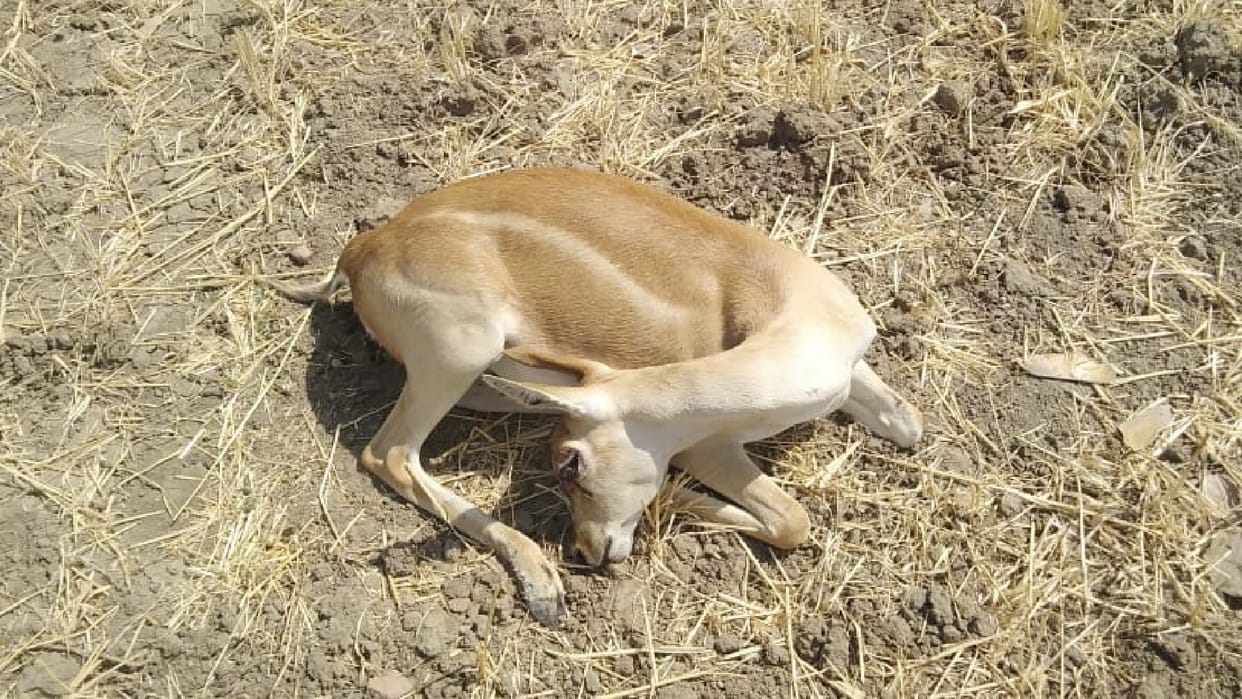 Sehore: Two deer found dead in the field, forest staff engaged in investigation