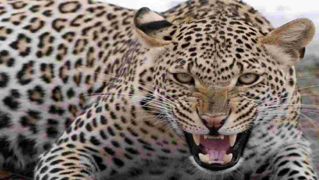 Dehradun News Leopard Killed four year old child in Singli village dead body recovered from forest