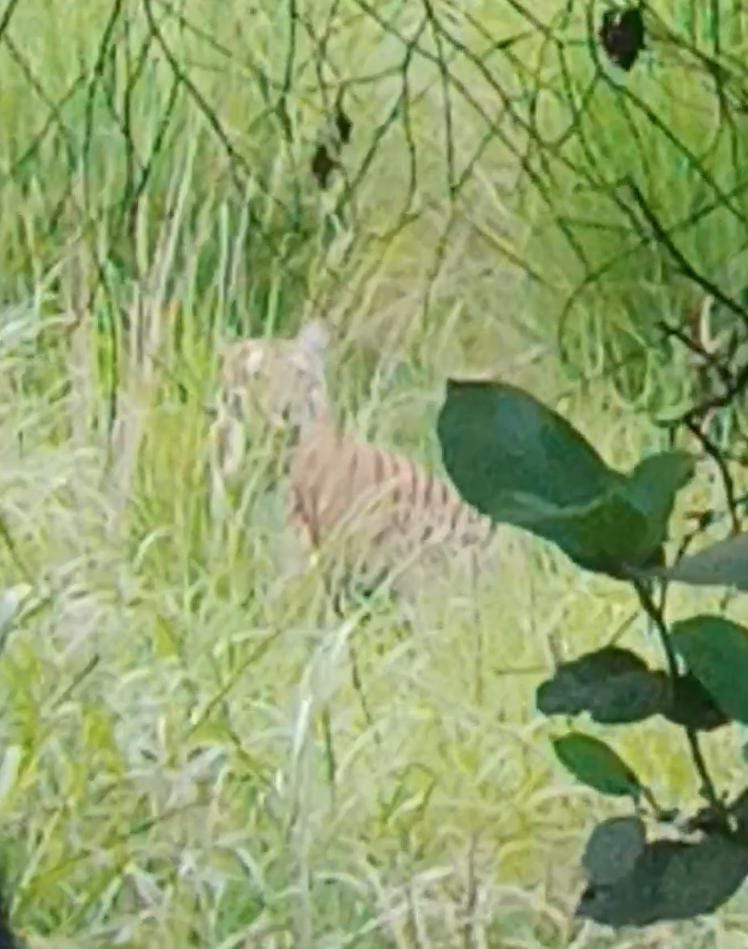 Crossing the road, the tiger sat in the grassland, the passersby got scared