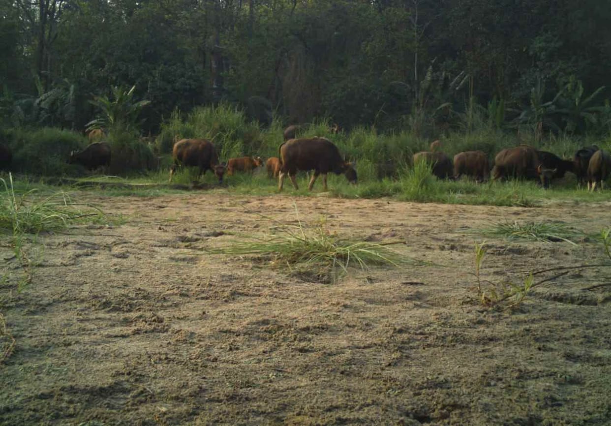 Nepali wild buffalo became the enemy of people's life