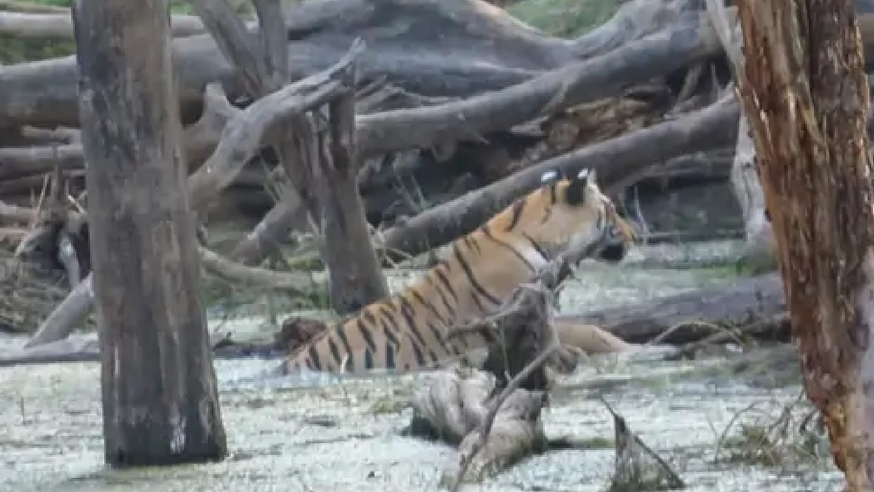 madhya pradesh: Tiger water sports in MP: Tourists crazy about Sherkhan's dip in Mowgli land, amazing sight captured in camera