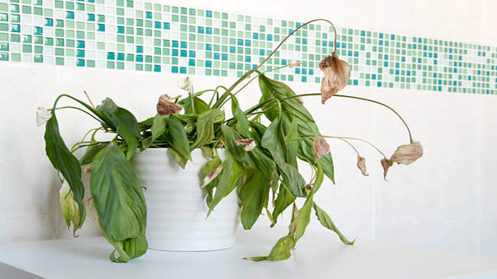 vastu tips for plants at home in hindi do not plant these trees in the house
