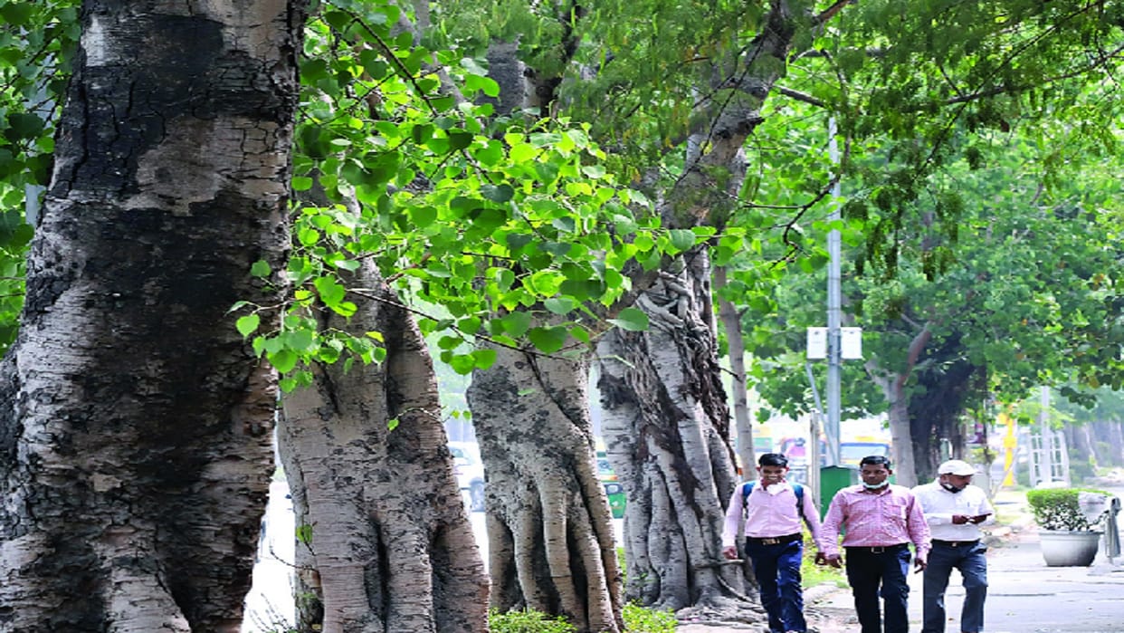Lutyens Delhi: you will find Jamun on Ashoka Road and tamarind on Teen Murti