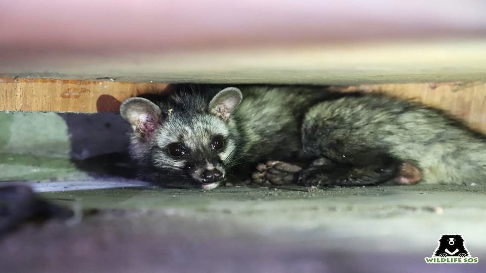Wildlife SOS rescues civet cat trapped in shoe factory agra