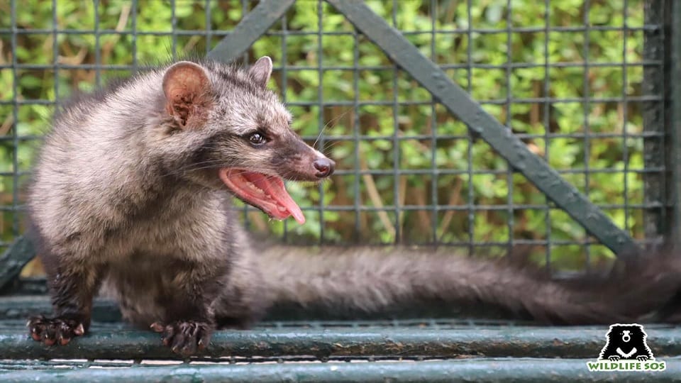 Wildlife SOS rescues civet cat trapped in shoe factory agra