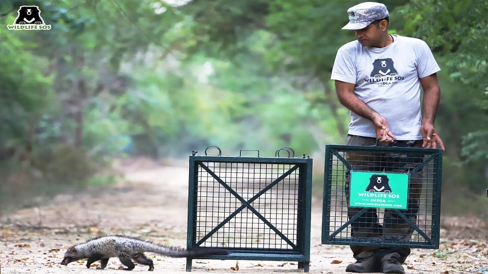 Wildlife SOS rescues civet cat trapped in shoe factory agra