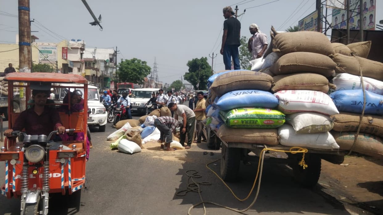 amroha tractor carrying wheat bags opened on way grains on road create traffic jam
