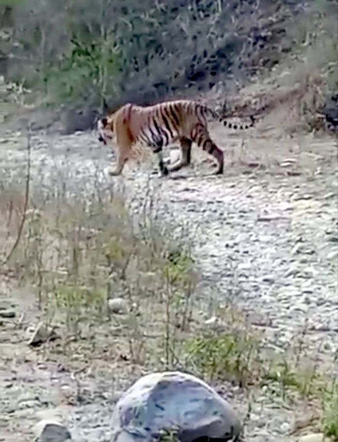 Tiger seen near village Kuankheda, panic among villagers