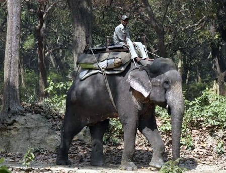 Pet elephant Mithun dies of illness in Dudhwa Park