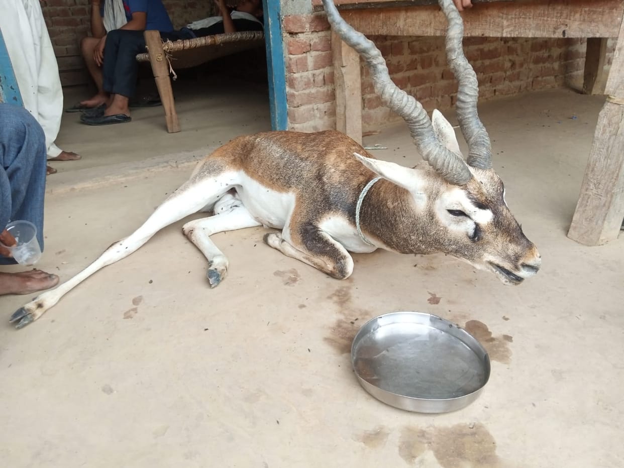 Blackbuck injured by dog attack
